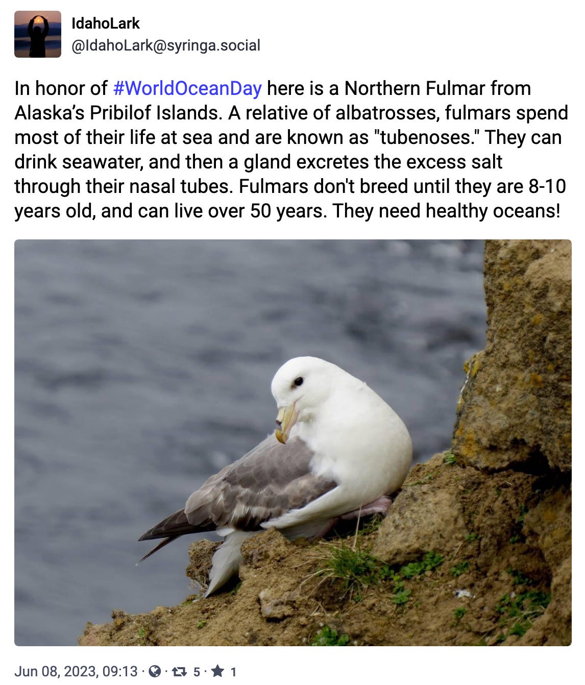 In honor of #WorldOceanDay here is a Northern Fulmar from Alaska’s Pribilof Islands.