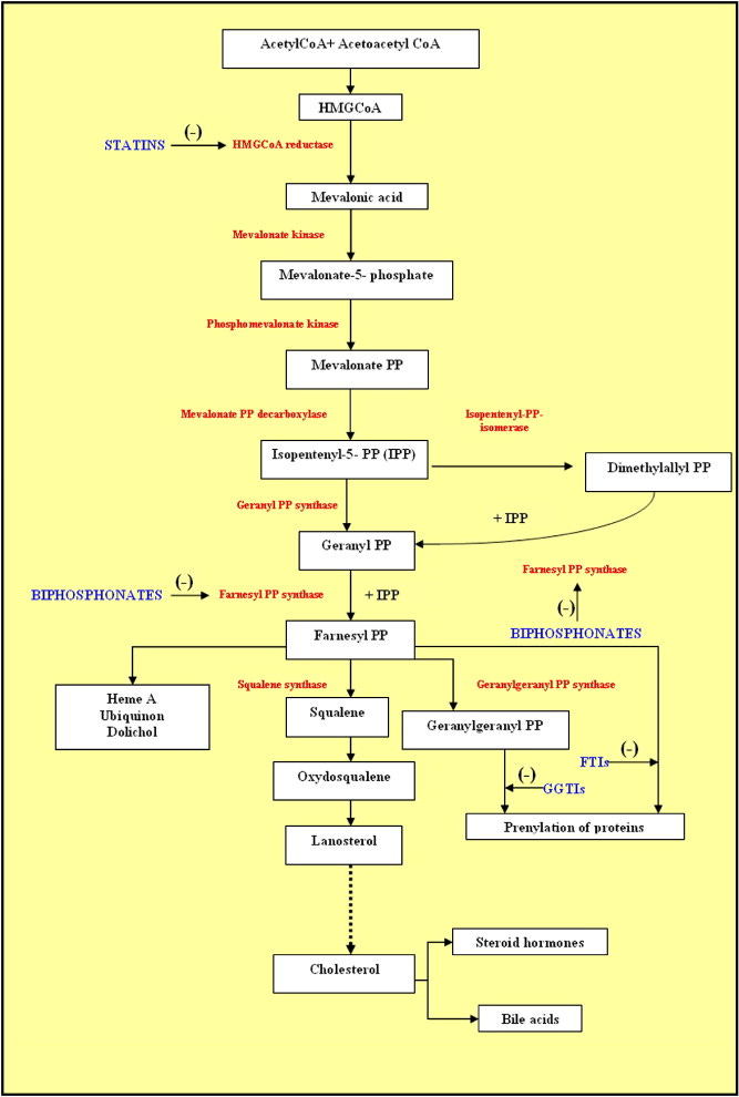 Mevalonate pathway: A review of clinical and therapeutical implications -  ScienceDirect