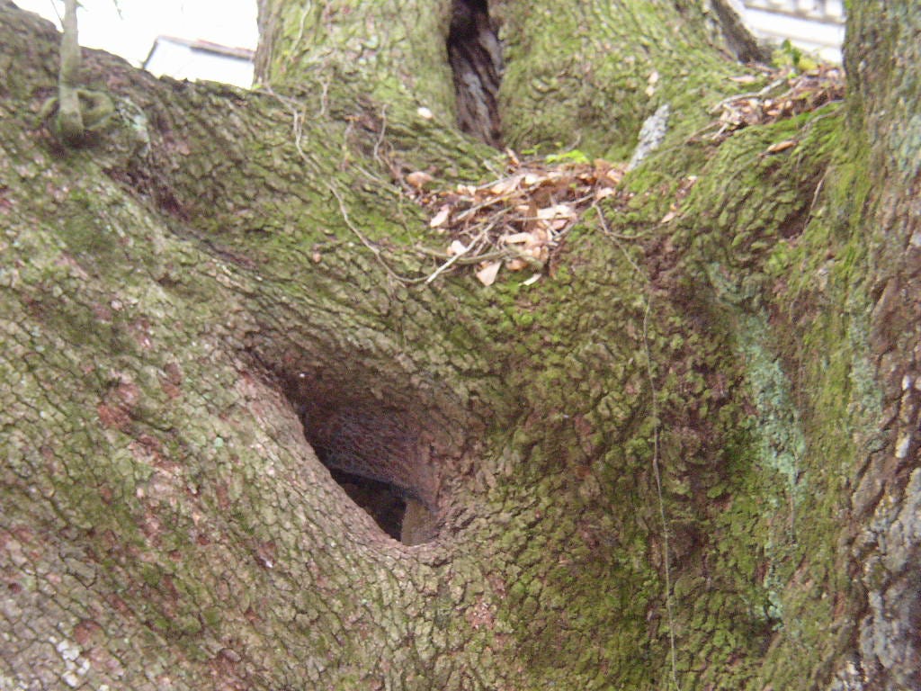Holes in live oak where honeybee colonies live