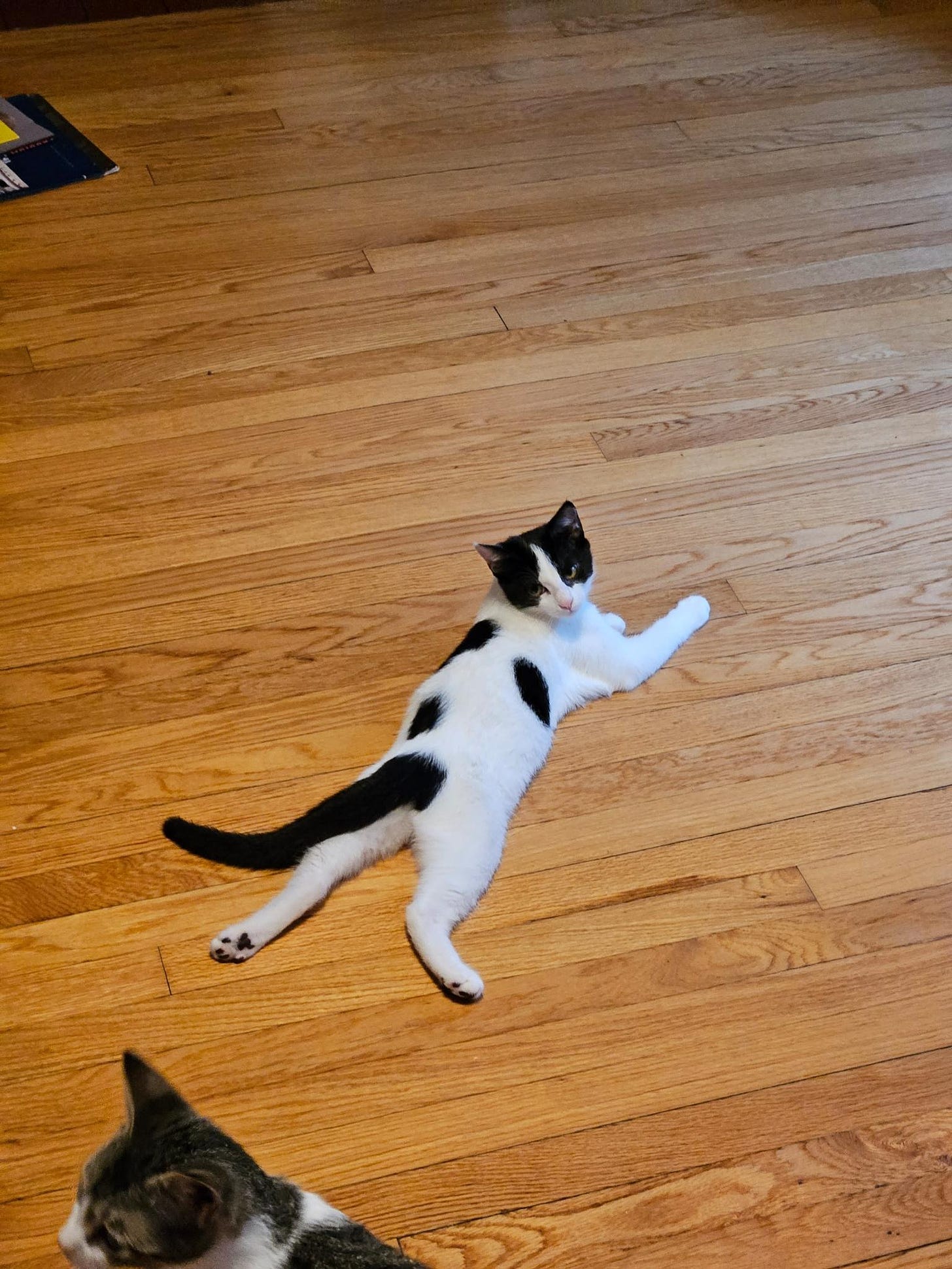 A cow looking cat laying down completely sprawled out