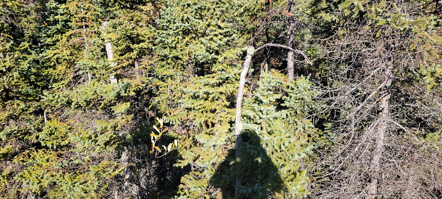 Logan's shadow against a cluster of trees.