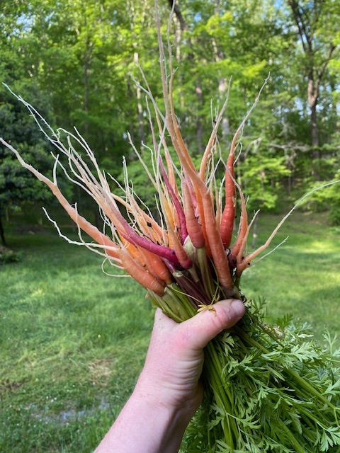 hand holding a bouquet of multi-colored carrots