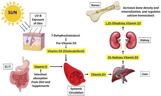 The role of Vitamin D as an adjunct for bone regeneration: A systematic  review of literature - ScienceDirect