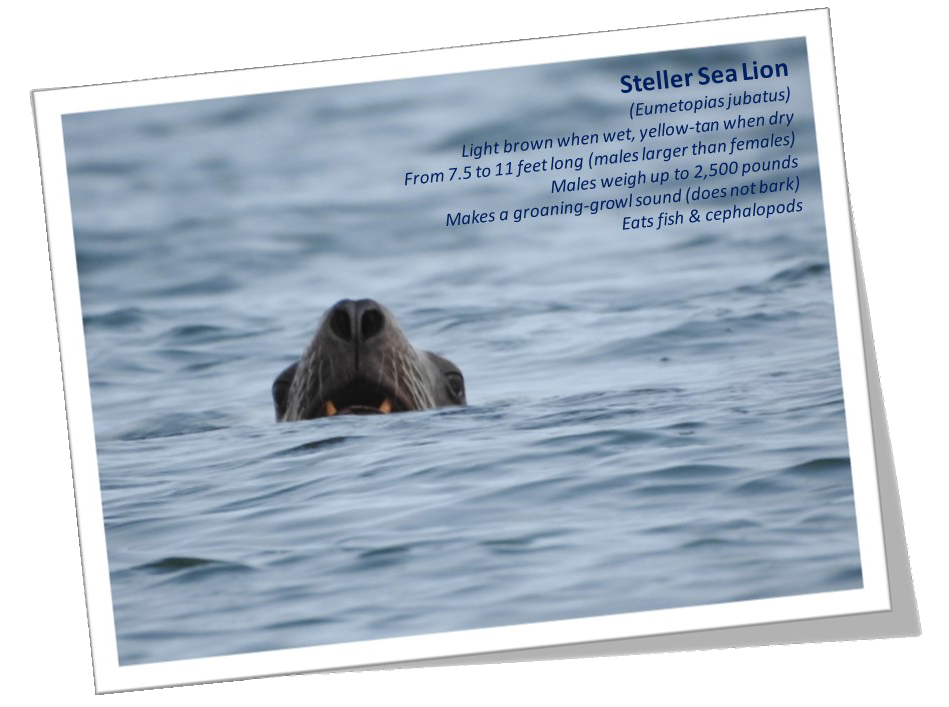 Close-up photo of a Steller sea lion poking his head out of the water.  Image shows the animal's flared nostrils, its lower canine teeth, and its eyes.  Text in image reads: Steller Sea Lion, (Eumetopias jubatus), Light brown when wet, yellow-tan when dry.  From 7.5 to 11 feet long (males larger than females).  Males weigh up to 2,500 pounds.  Makes a groaning-growl sound (does not bark).  Eats fish & cephalopods.
