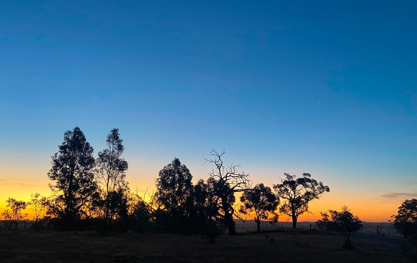 A photo taken at sunset with the silhouette of trees in the foreground and a deep blue sky in the background. The sunset is orange and yellow and pink. There is a single glowing star in the sky.