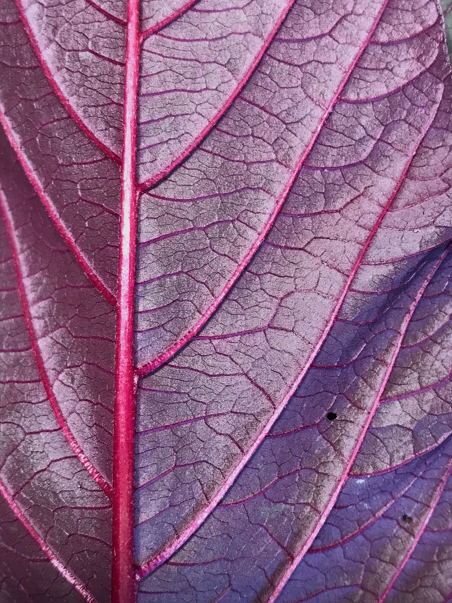 This is an image of Polish amaranth, a deep red, heavily veined leaf.