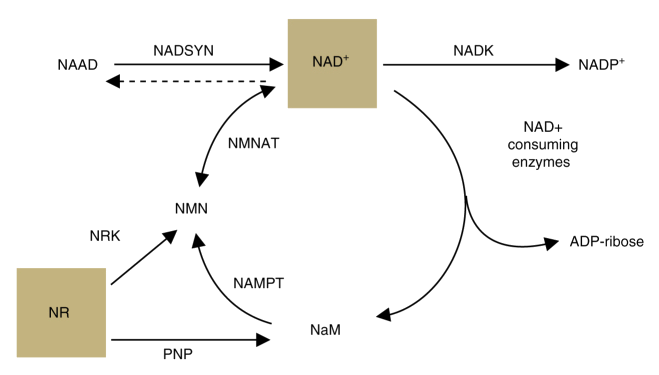 NAD NMN Cycle