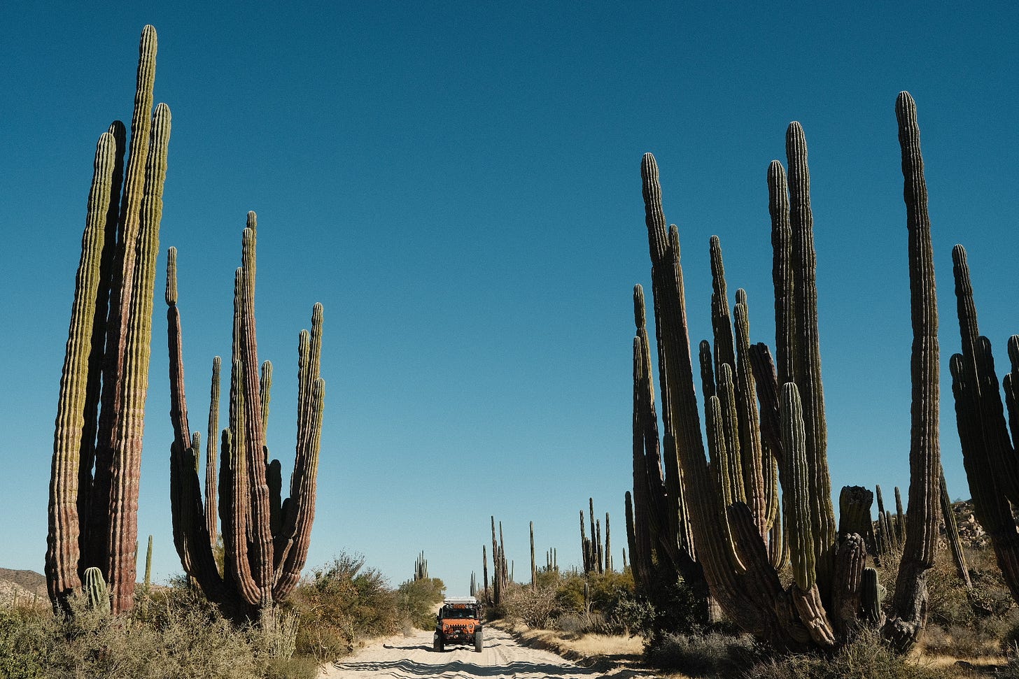 Using a drone, I measured some of these cacti at over 50 feet tall.  Photo shows a Jeep looking very small between two giant cacti.