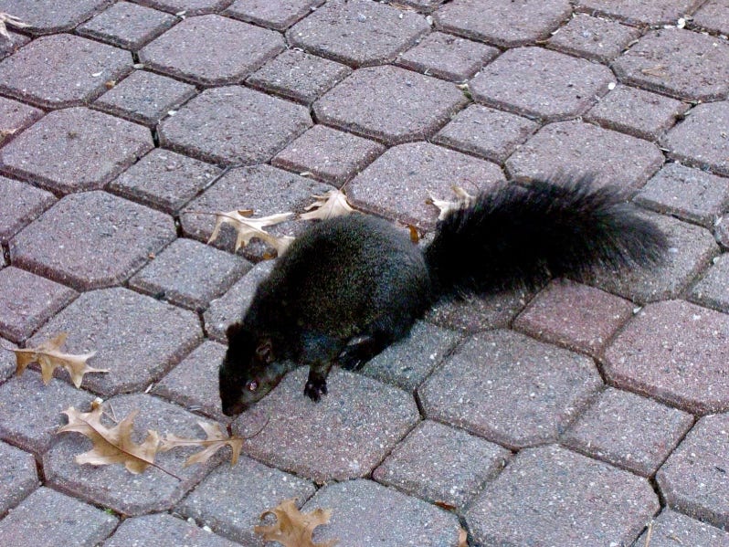 A squirrel on a brick surface

Description automatically generated