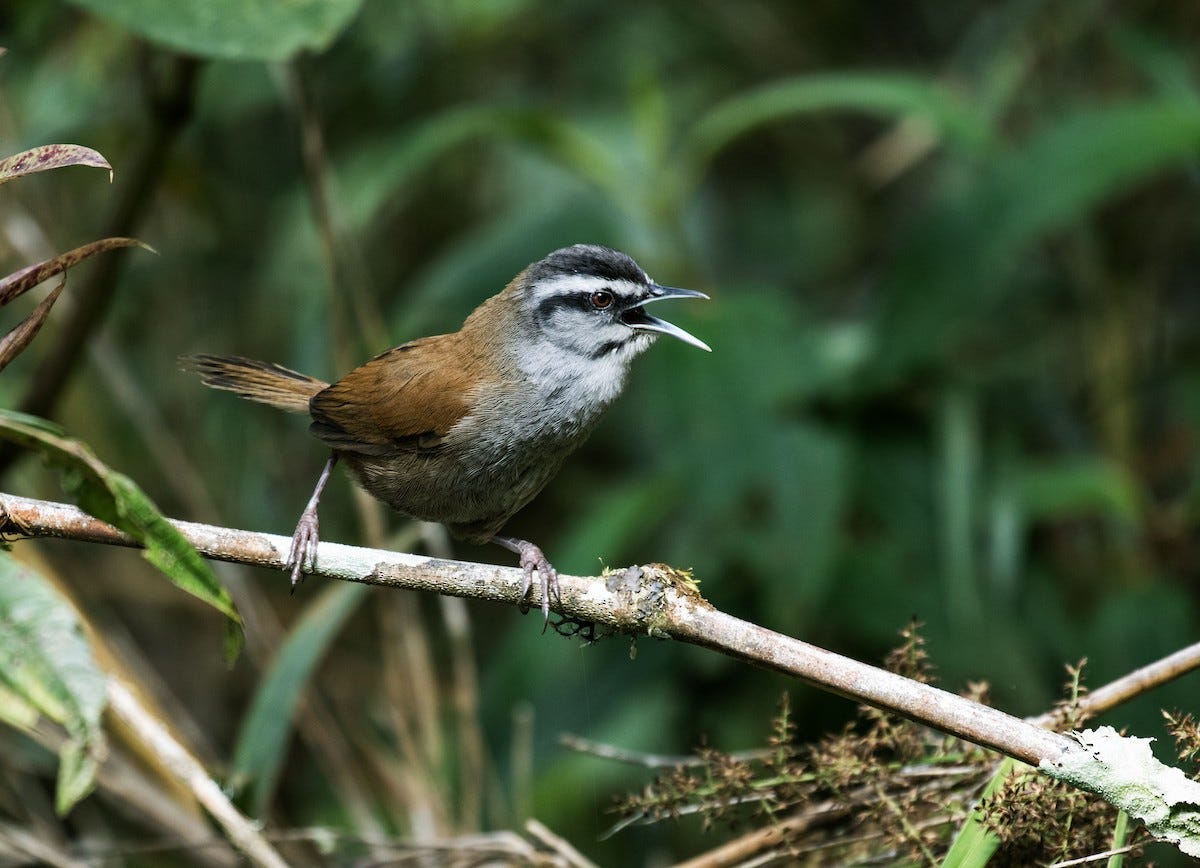 Plain-tailed Wren (Gray-browed) - eBird