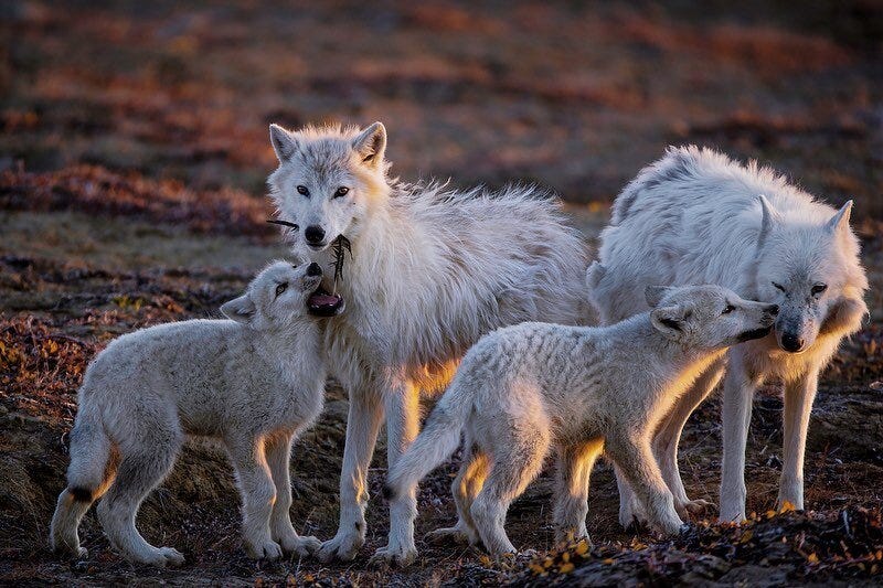 First photo by @ronan_donovan // A pup bites at a feather while another nuzzles the pack&rsquo;s aging matriarch, White Scarf (far right). After the last known kill she was part of, White Scarf made sure the pups ate first and later disappeared out o