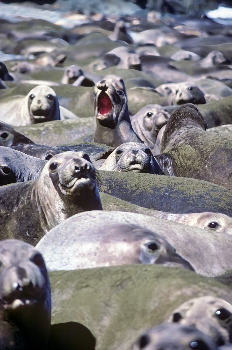 Elephant Seals, Isla de Cedros, Baja California, Mexico