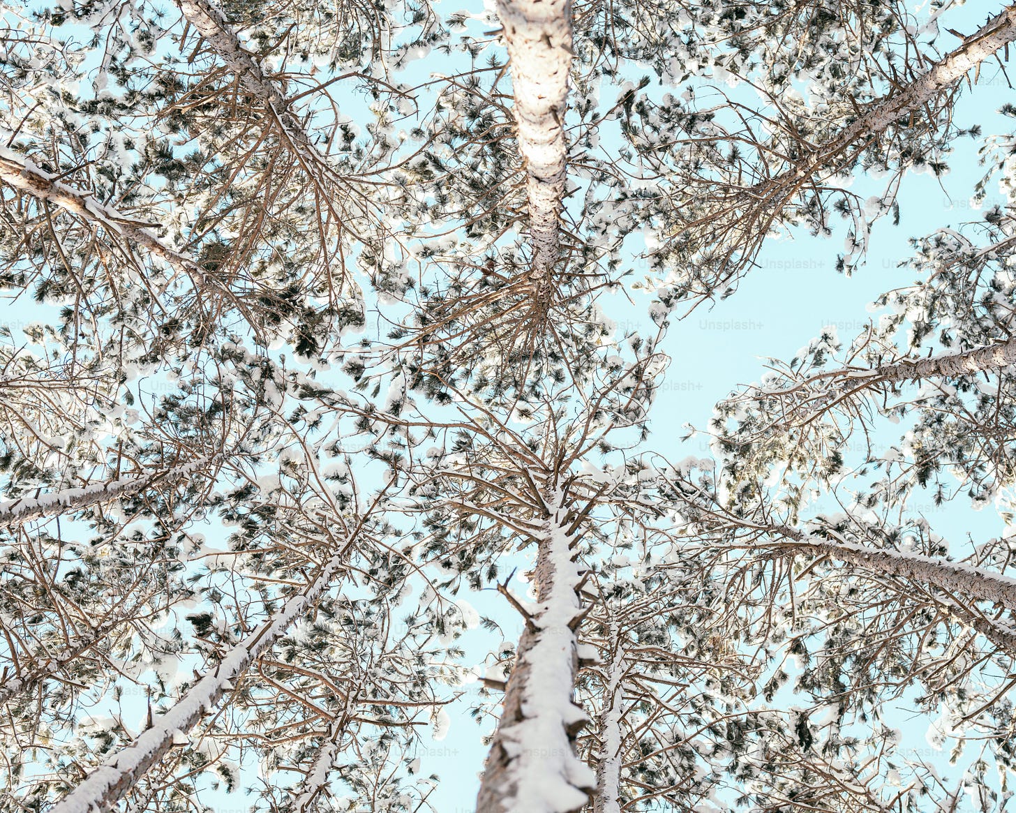 looking up at the tops of tall trees