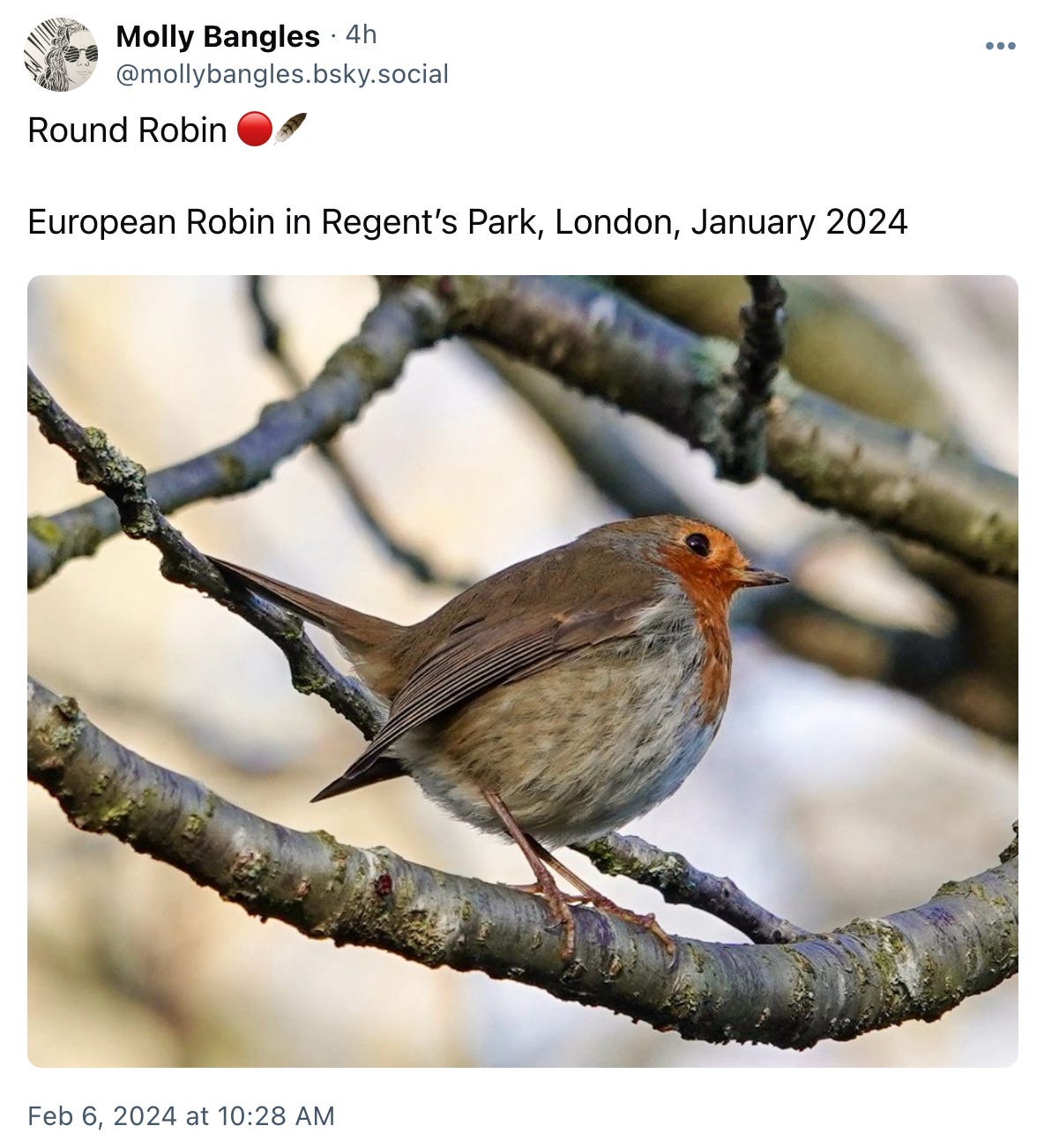 European Robin in Regent’s Park, London, January 2024