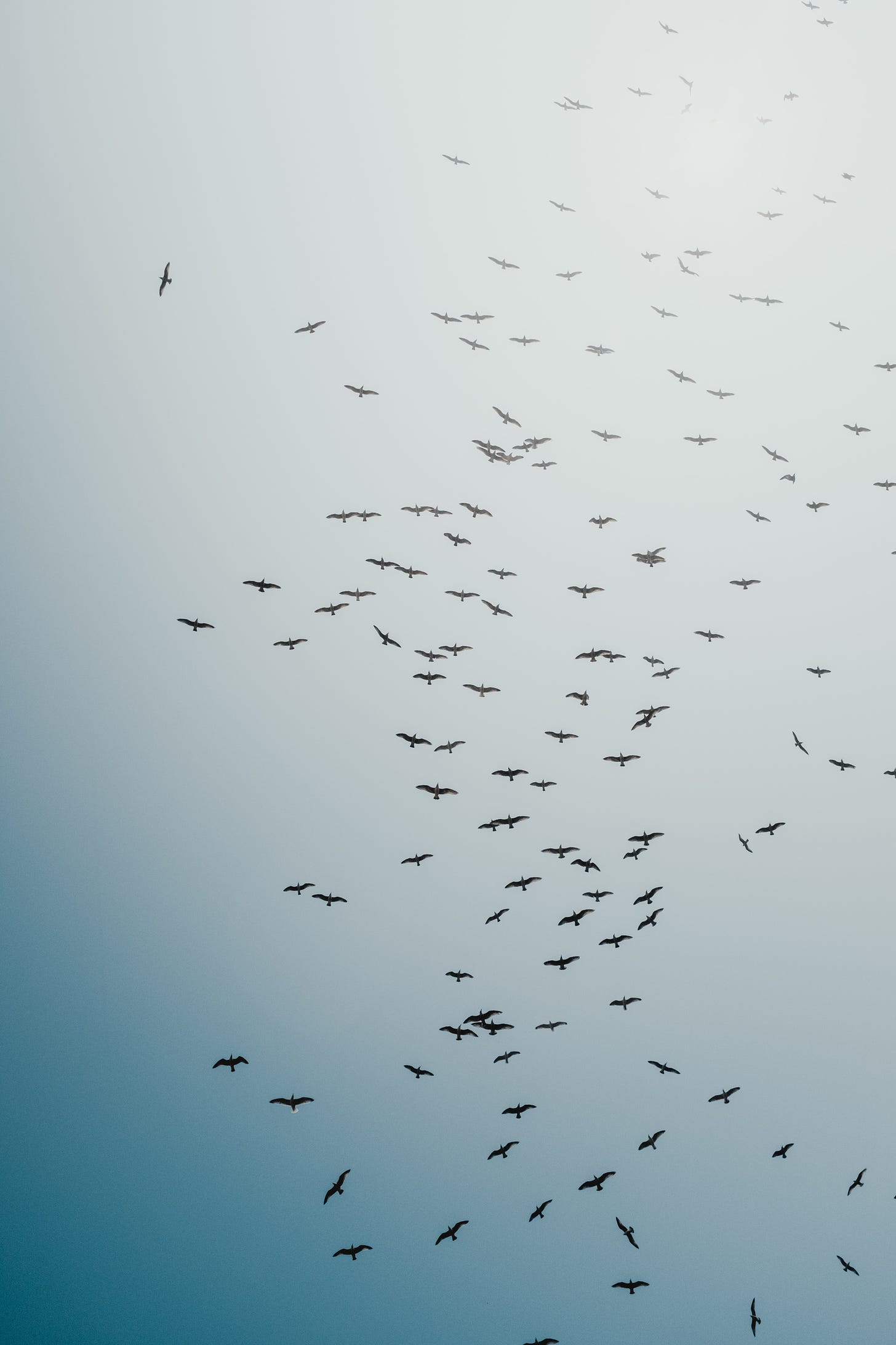 Small birds on a blue and gray sky