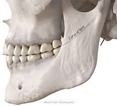 Occlusion: the morphological tooth contact relationship