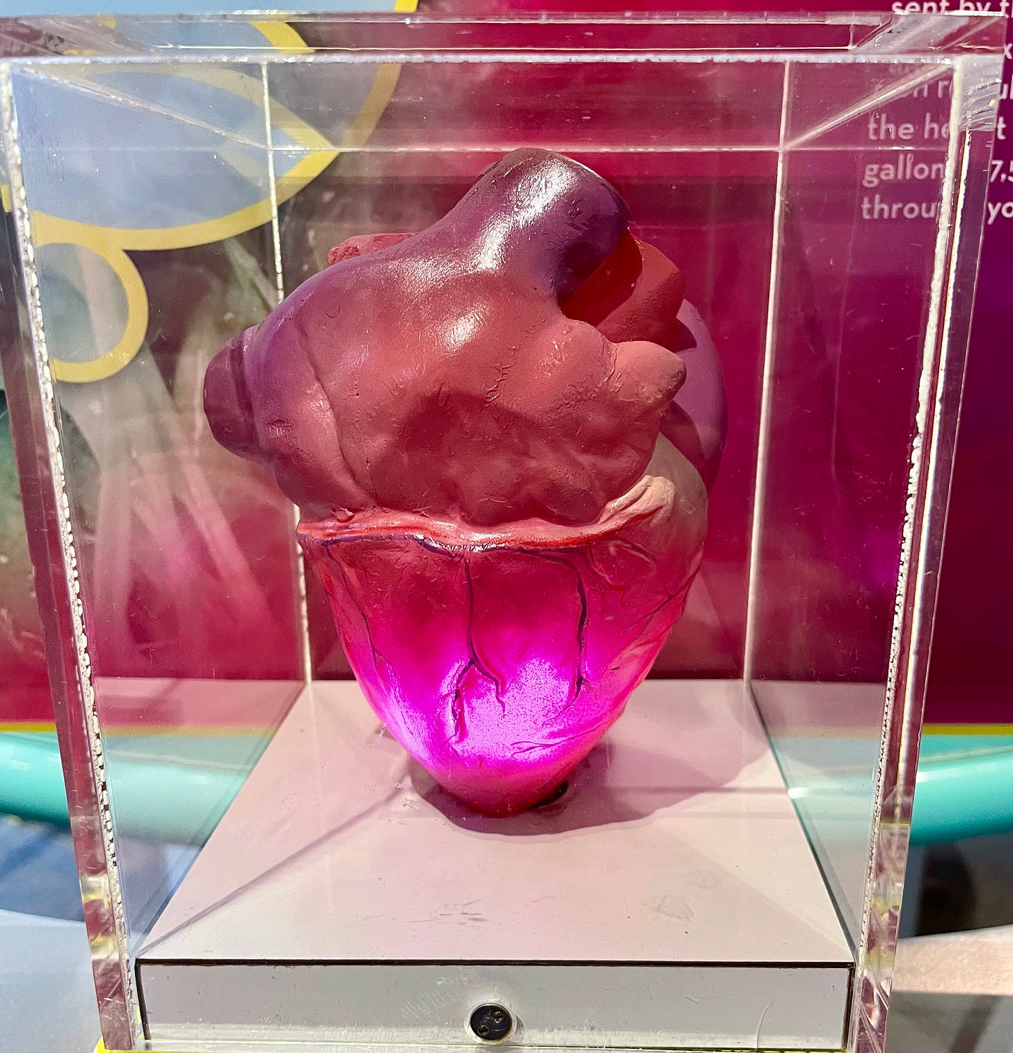 A plastic replica of a human heart inside a glass box. The heart is glowing pink at the bottom from an inner light, and you can see veins around the heart.