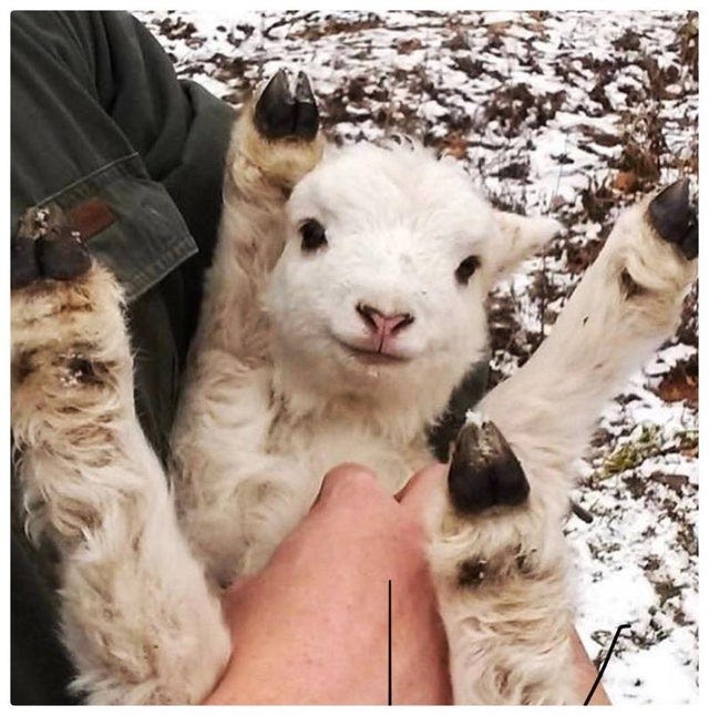 Happy Lamb is happy, therefore I am happy. : r/aww