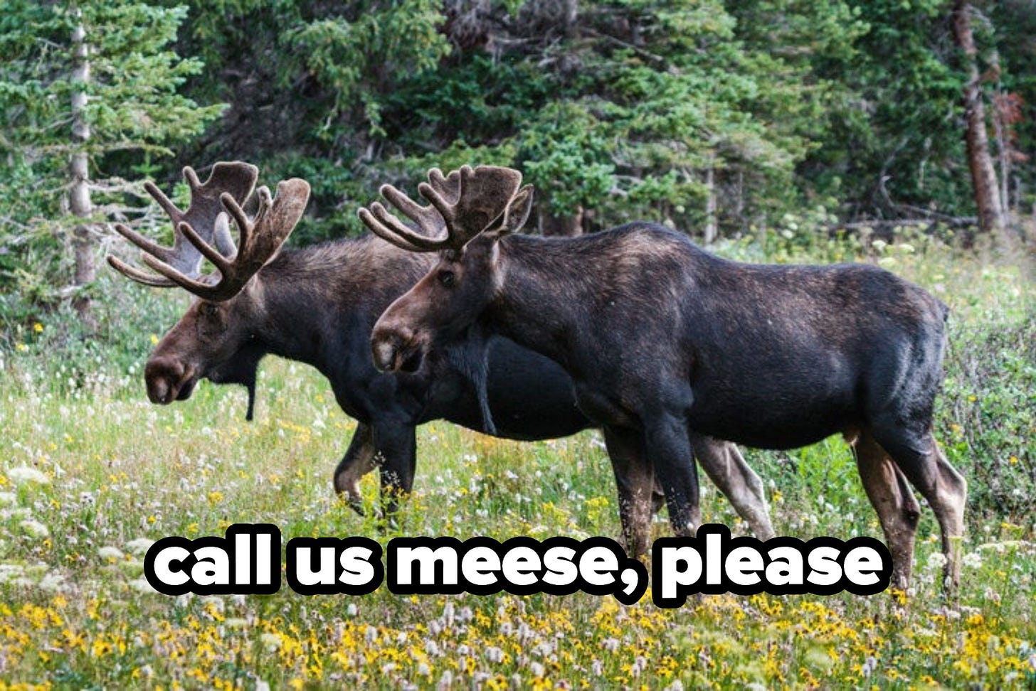 Along those lines, if the plural of "goose" is "geese," then the plural of " moose" should be "meese." | Plurals, English words, Moose