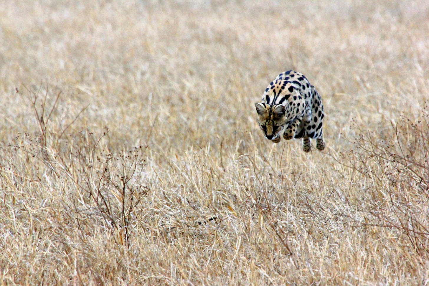 Jaguar pouncing on unseen prey in a yellow grassland.
