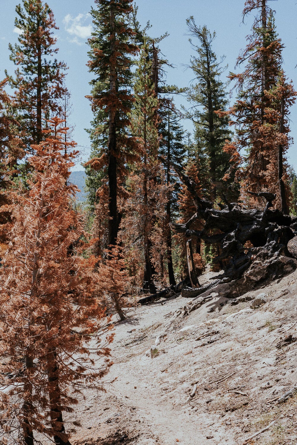 Burned trees from a fire that decimated the Devils Postpile area in 1993.