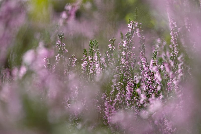 A profusion of soft purple flowers on ling (Calluna vulgaris) seen close up