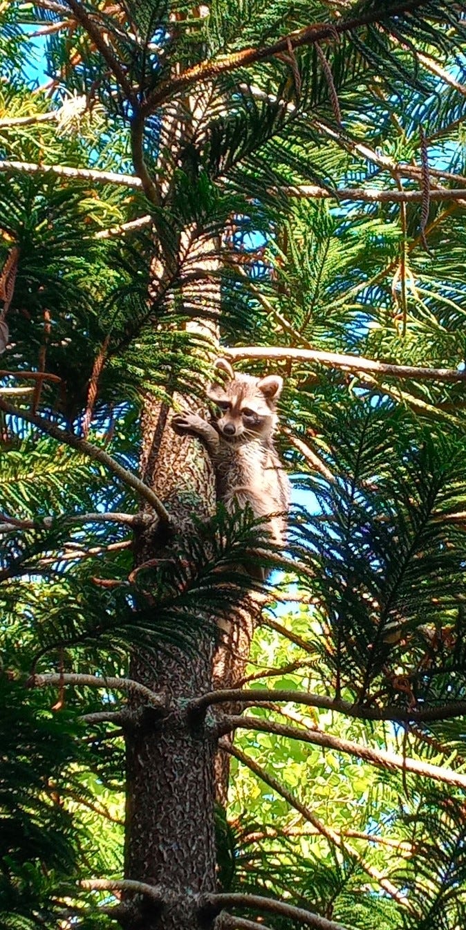 Raccoon in a tree.