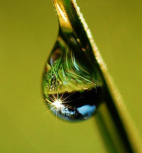 Dew drop | Dew drops, Water drops, Macro photography
