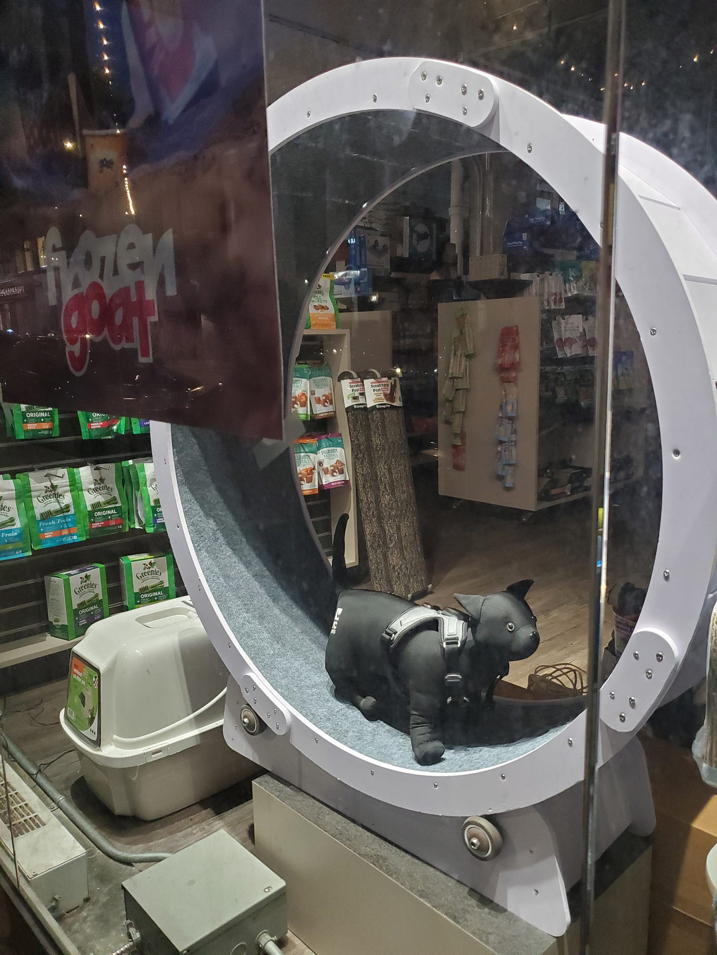 A sad, plush cat with dead eyes wears what looks like a sexy bondage harness on a sad, gray treadmill in the window of a pet supply store. 