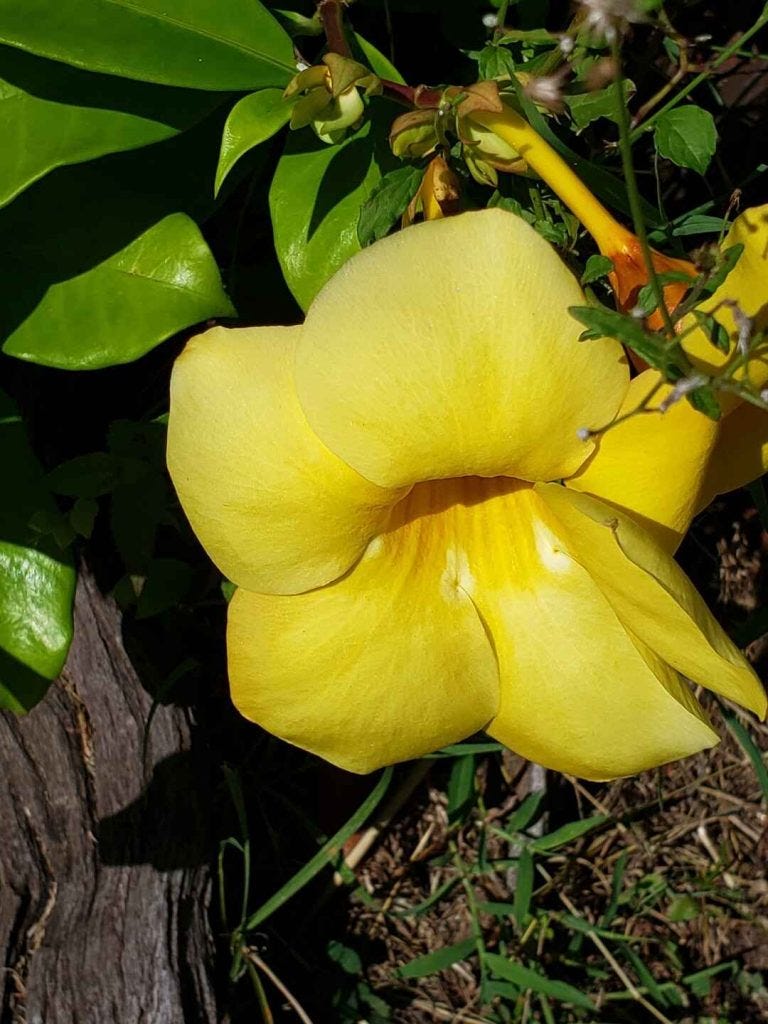 A close-up view of a yellow hisbiscus flower at the Botanical Gardens in Dominica