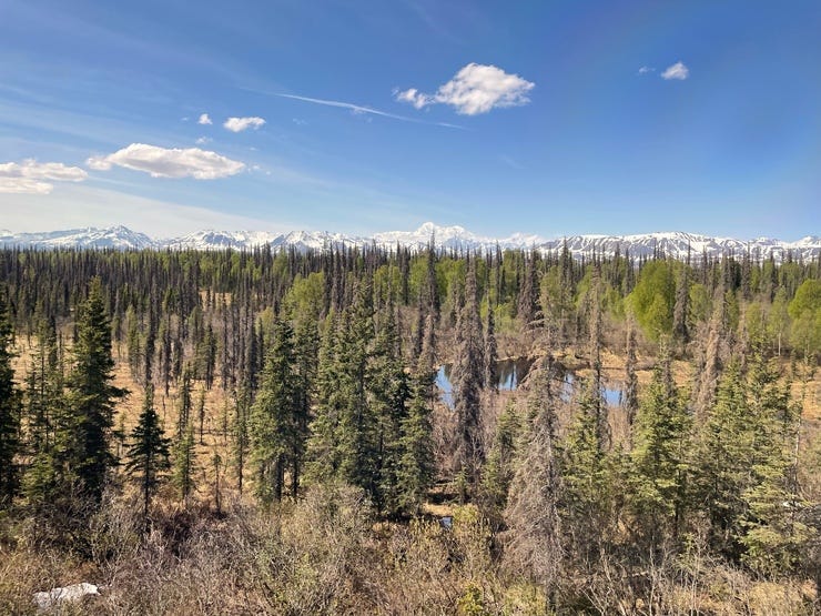 Note the many dead black spruce trees.