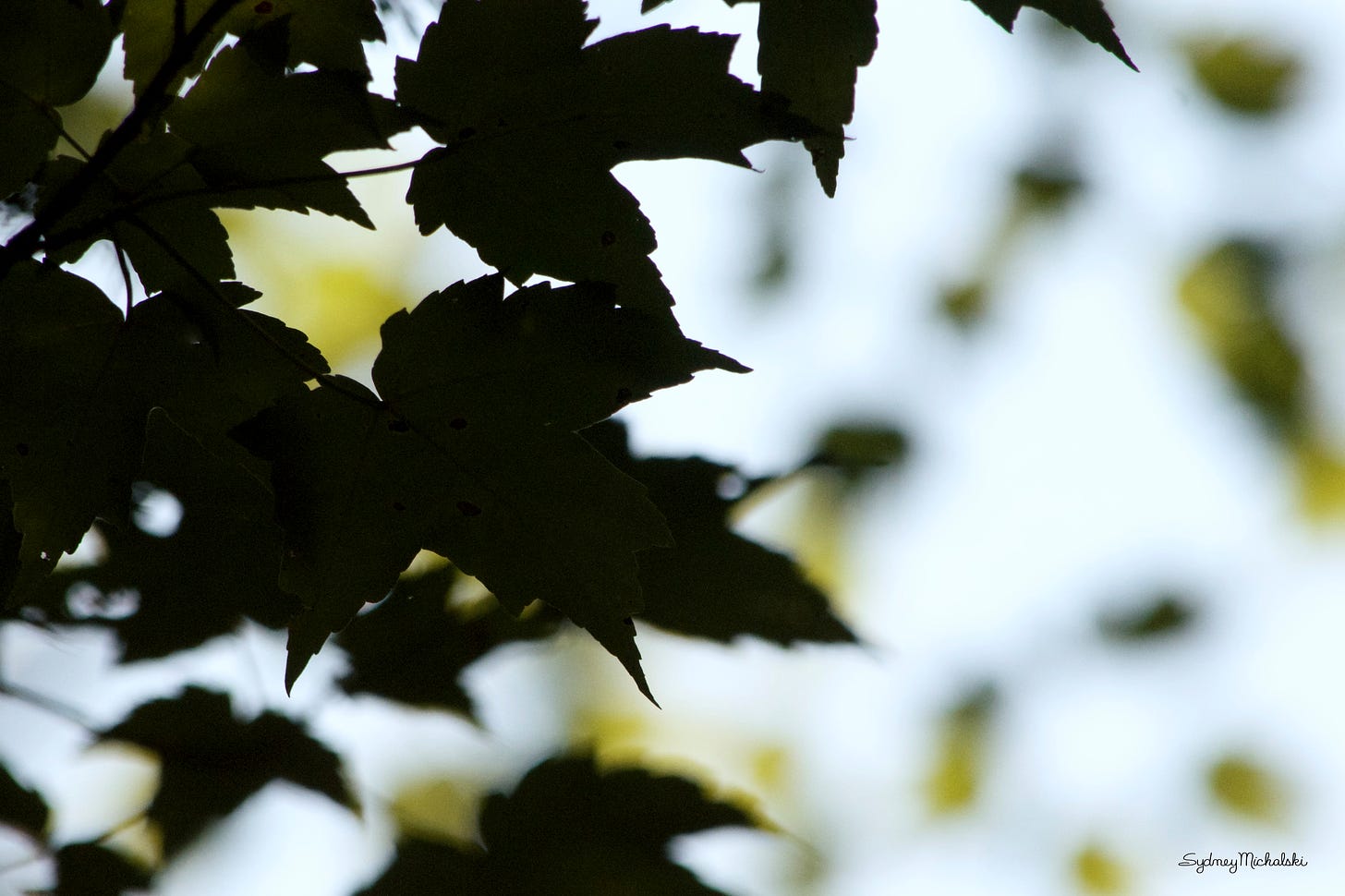 Shadowy maple leaves are silhouetted against a canopy of dappled bright leaves and blue sky.