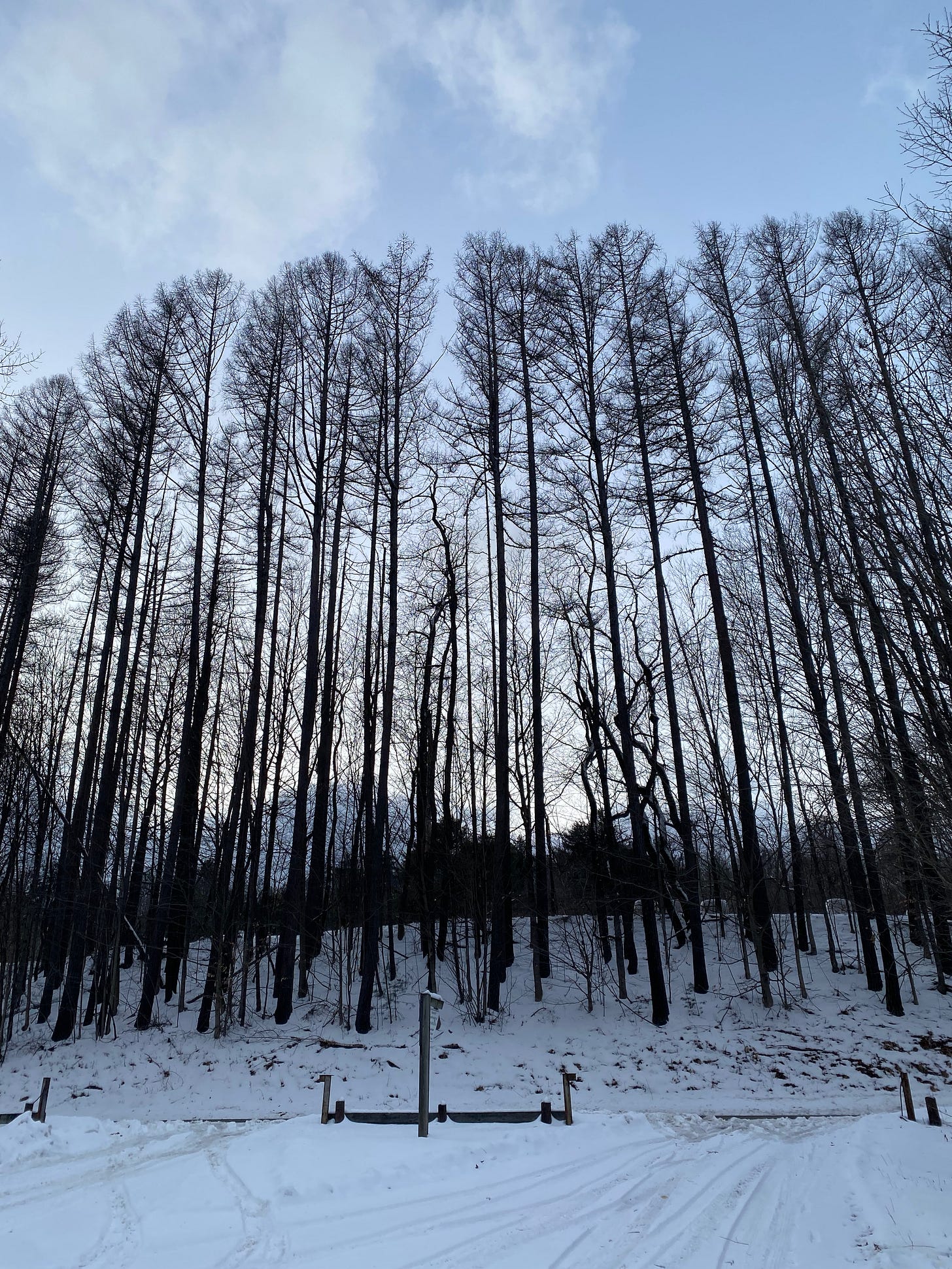 A row of very tall trees along a snowy road, their black branches dark against a stark blue sky.