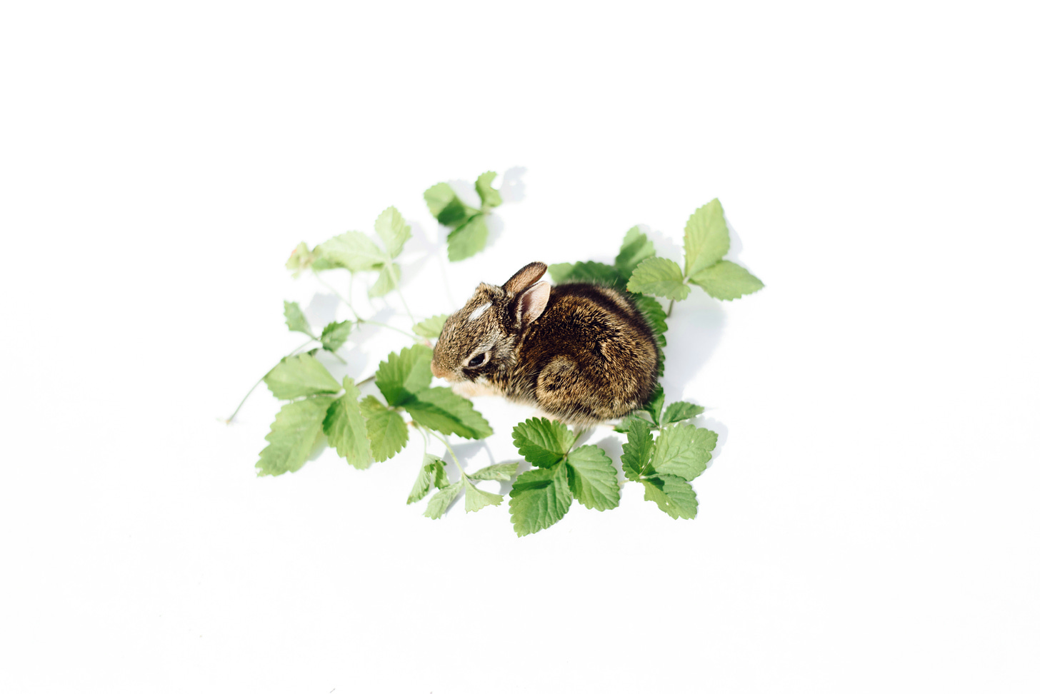 A stylised photo of a brown baby rabbit surrounded by green herbal leaves