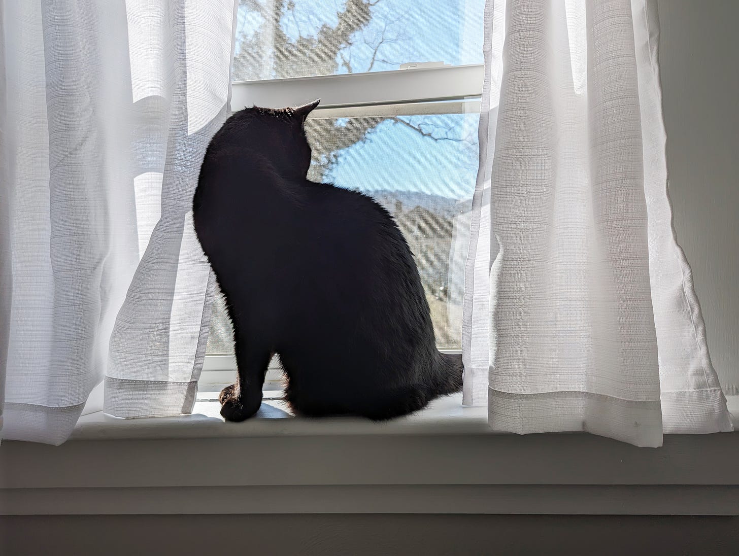 A black cat sits on a windowsill and looks out on a blue sky, framed by white curtains.