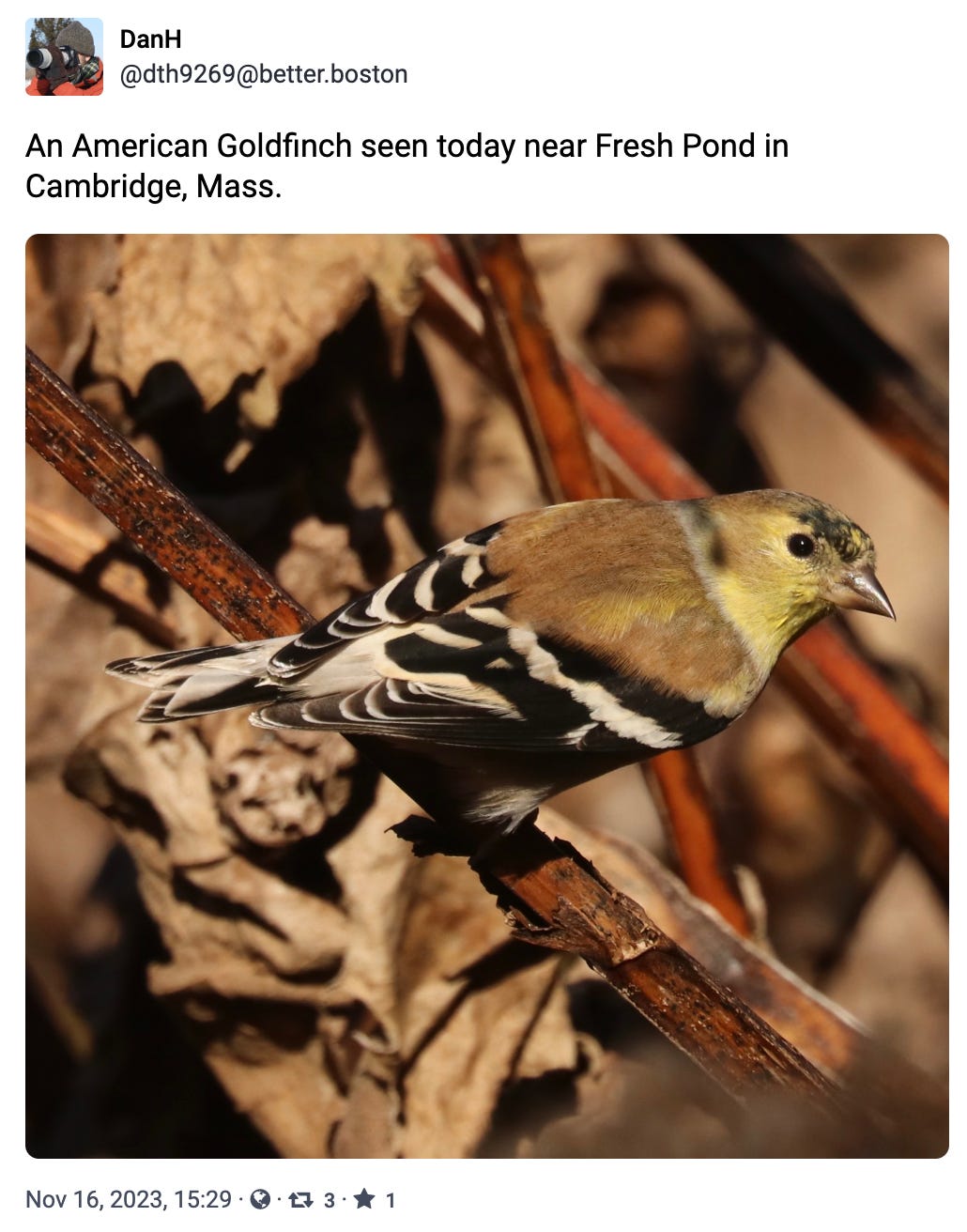 An American Goldfinch seen today near Fresh Pond in Cambridge, Mass.     