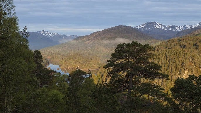 Trees for Life - Restoring the Caledonian Forest - YouTube