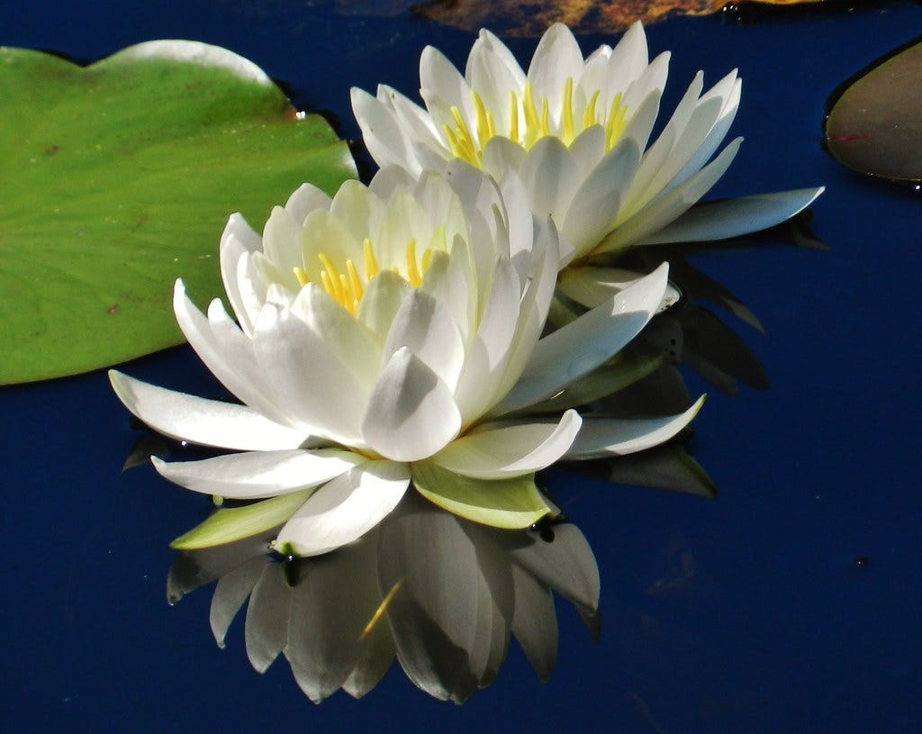 Fragrant Water Lily Pair At Rieve's Pond
