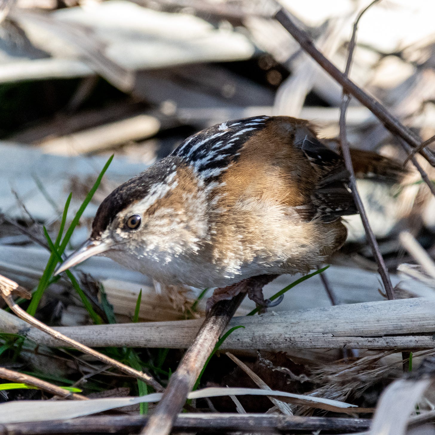 Marsh wren, perched sideways on a stem and hunched over