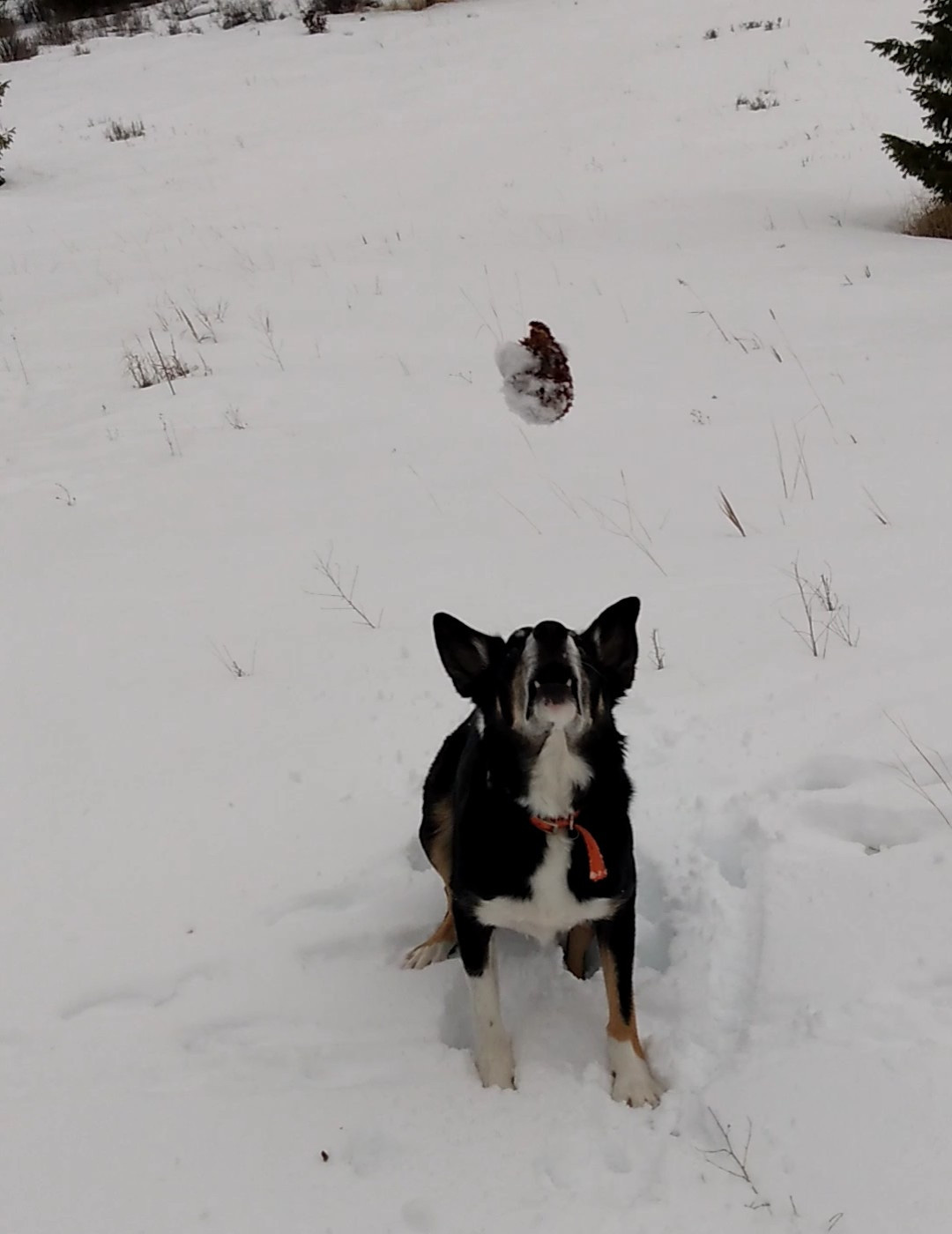 Dog about to catch pinecone