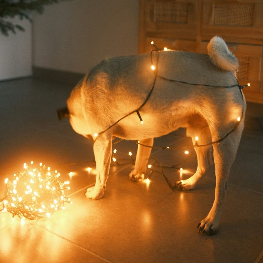 a dog standing on a floor with a string of lights