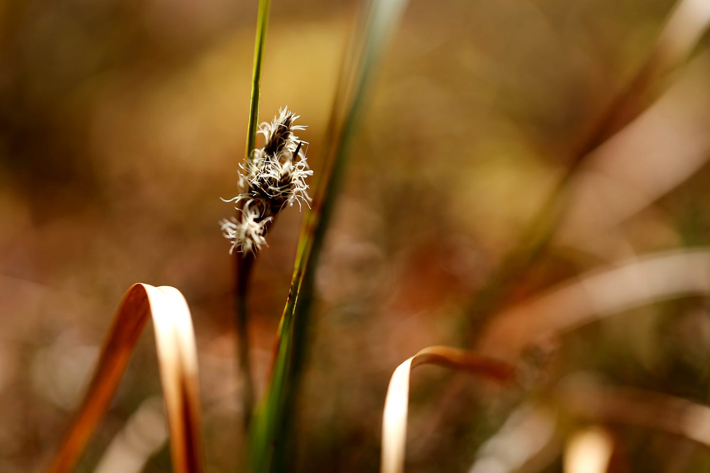 The first flowers of Common Cottongrass (Eriophorum angustifolium) open amid russet and green leaves