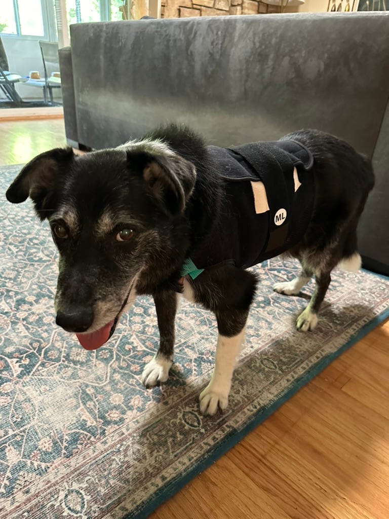 Sawyer the dog smiles while wearign a very fetching black heart monitor vest around his mid-section.
