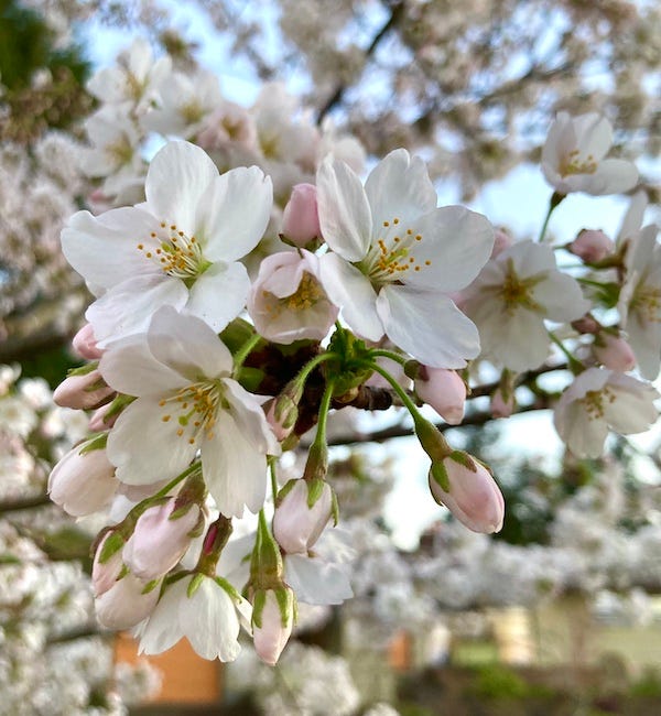 A close-up photo of cherry blossoms
