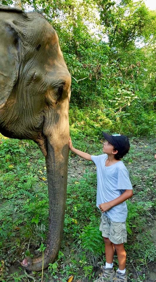 A boy touching an elephant's trunk