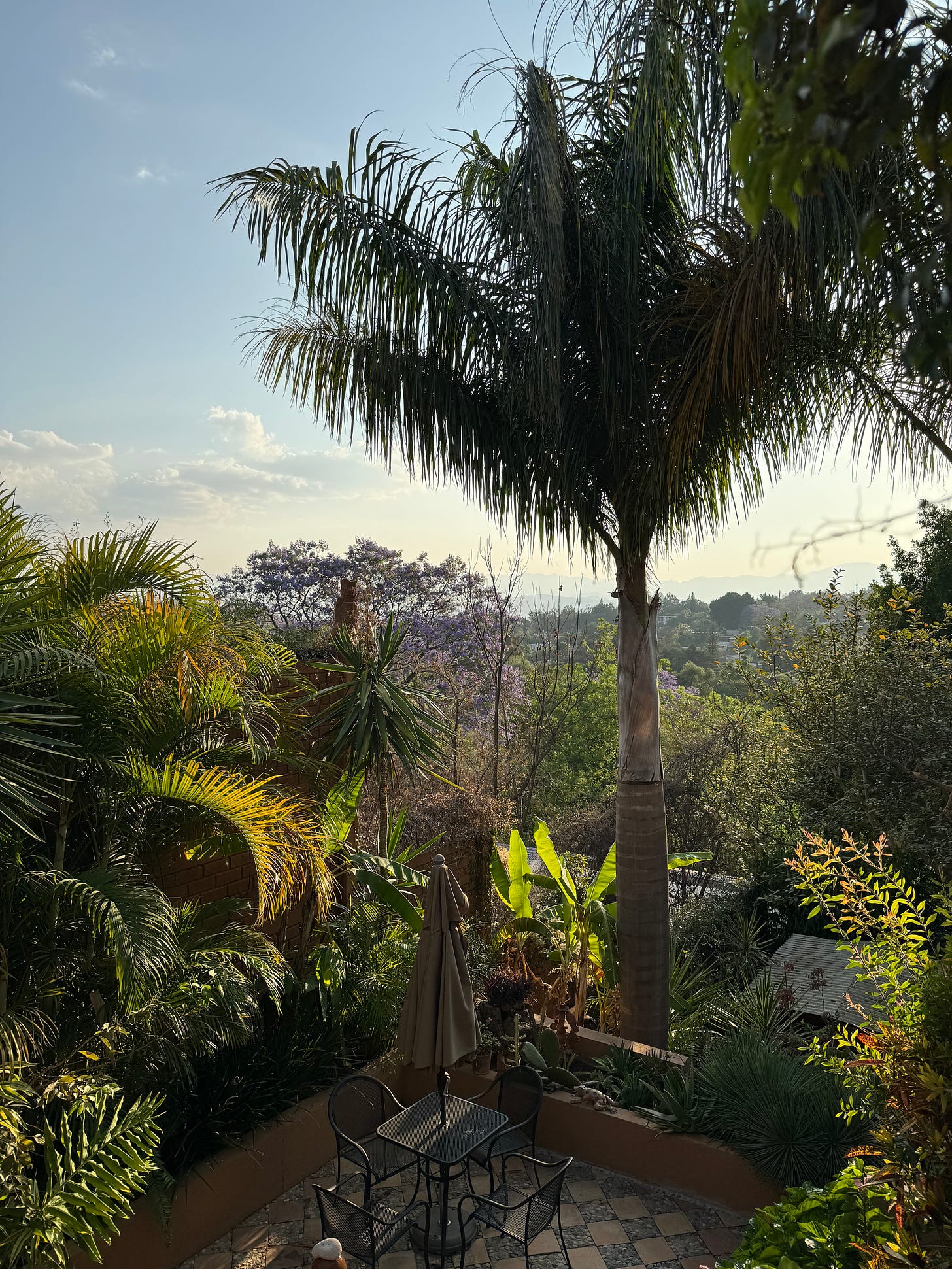 A photograph of a large palm tree sitting behind a patio. A view of the Oaxacan hills is in the distance.