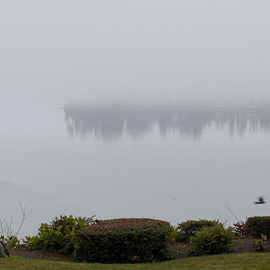 May be an image of fog, nature, tree and lake