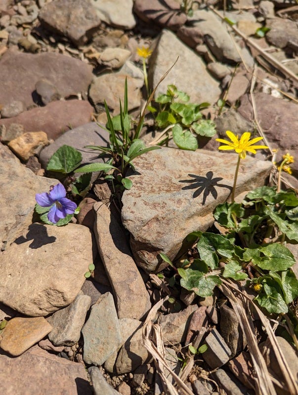 Two wildflowers: a violet and a yellow flower growing between rocks
