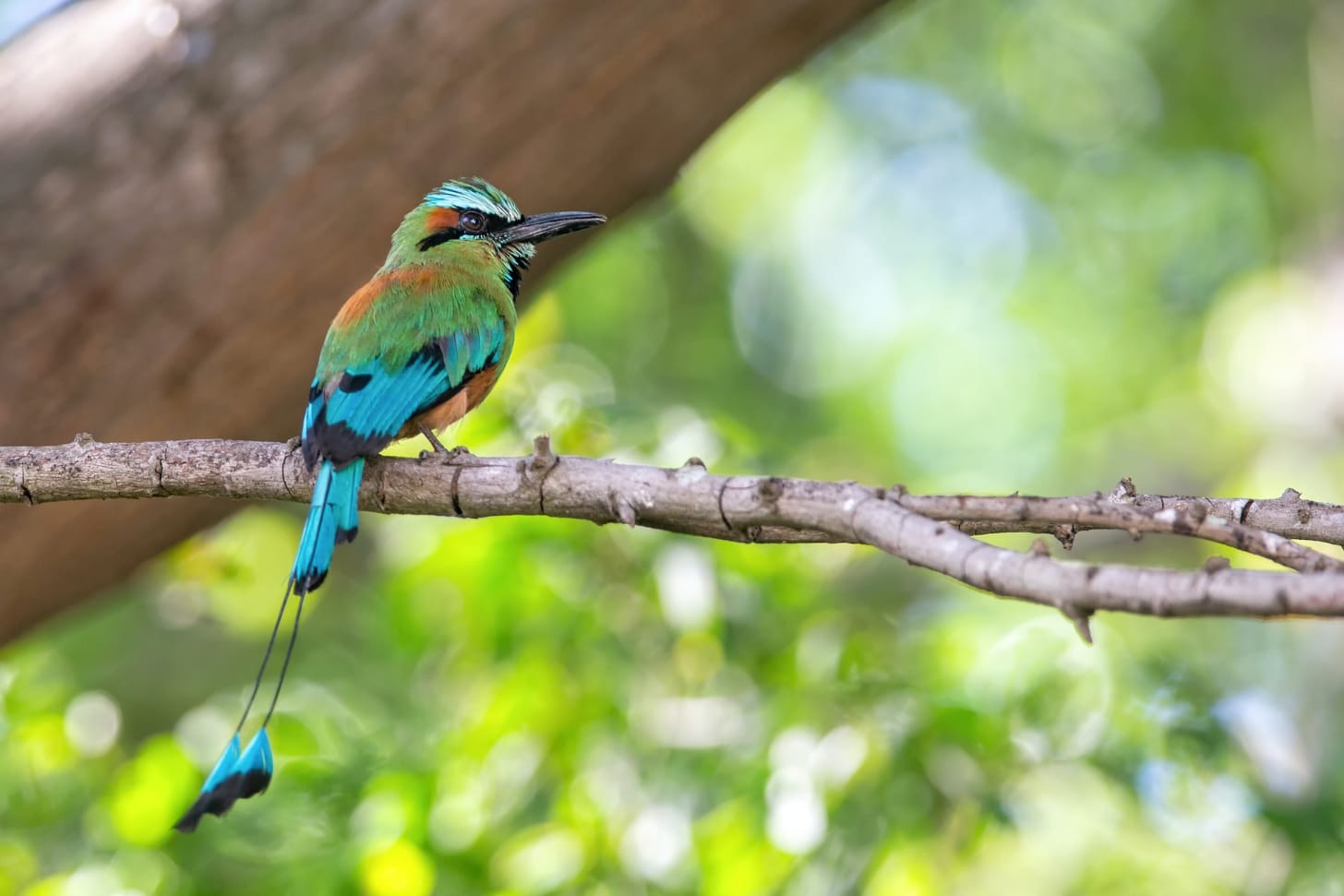 Bird in the Ave Nacional de Nicaragua