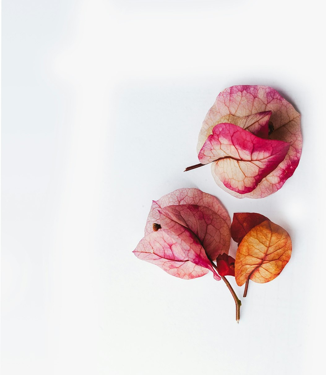 red and brown maple leaf